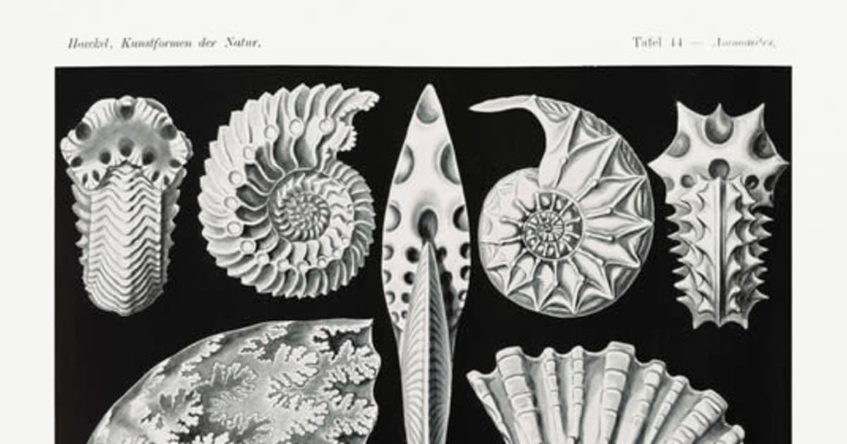 34th Annual Fossil Fest: Ammonites!