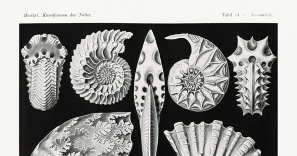 34th Annual Fossil Fest: Ammonites!