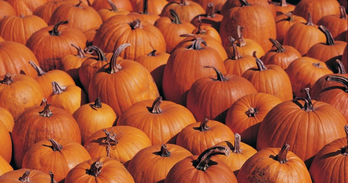 Texas Pumpkin Fest 2026