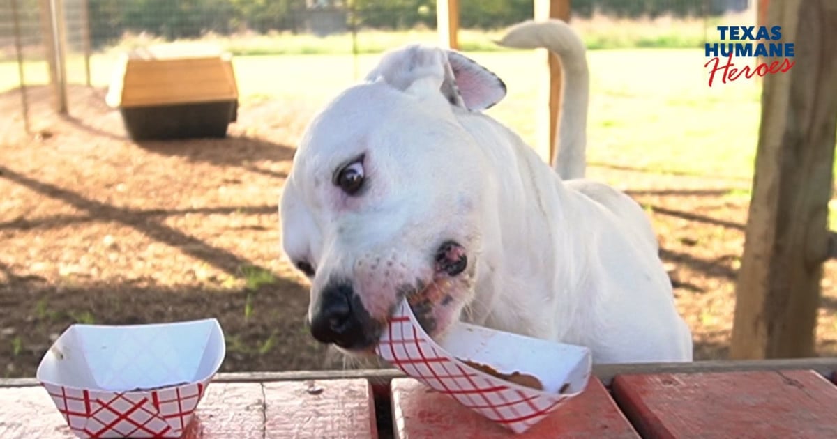 Texas Humane Heroes 17th Annual Chili Cook-Off