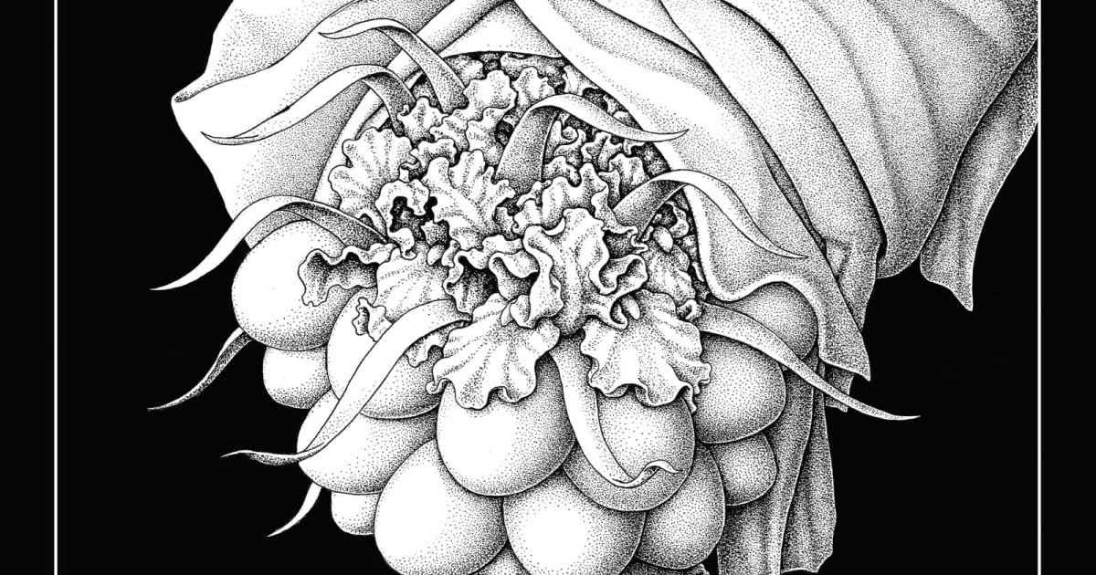 Stinking Lizaveta * Queen Cobra * Sabbath Crow * Deathbird Earth