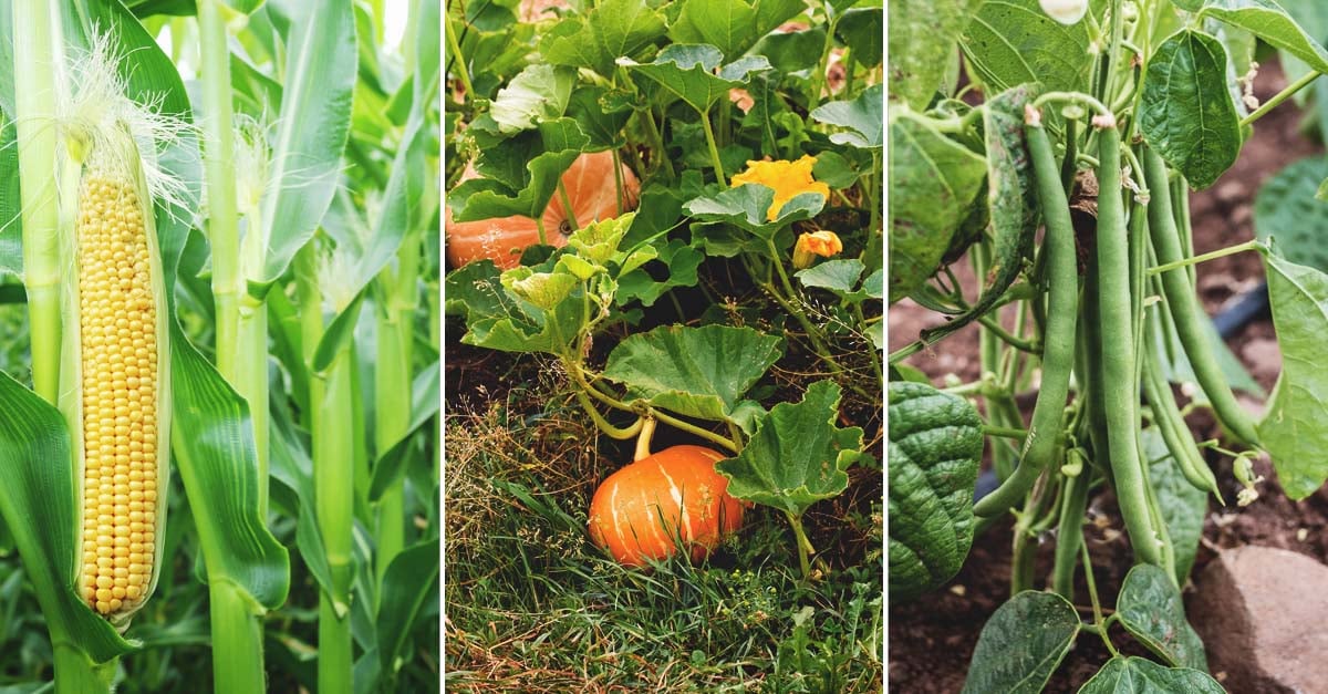 Kids Create: Planting the Three Sisters Garden