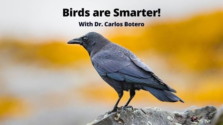 Hot Science Cool Talks: Birds are Smarter!