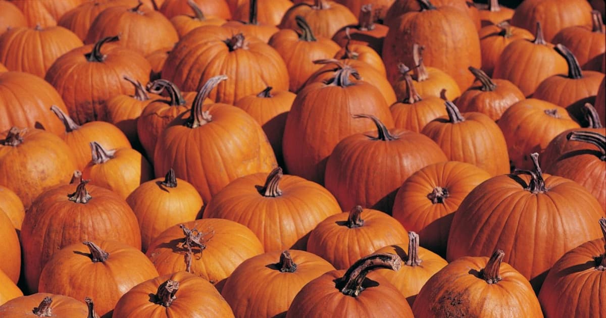 Texas Pumpkin Fest 2026
