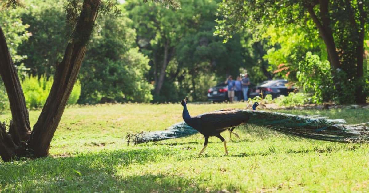 Austin's Roots & Wings Festival
