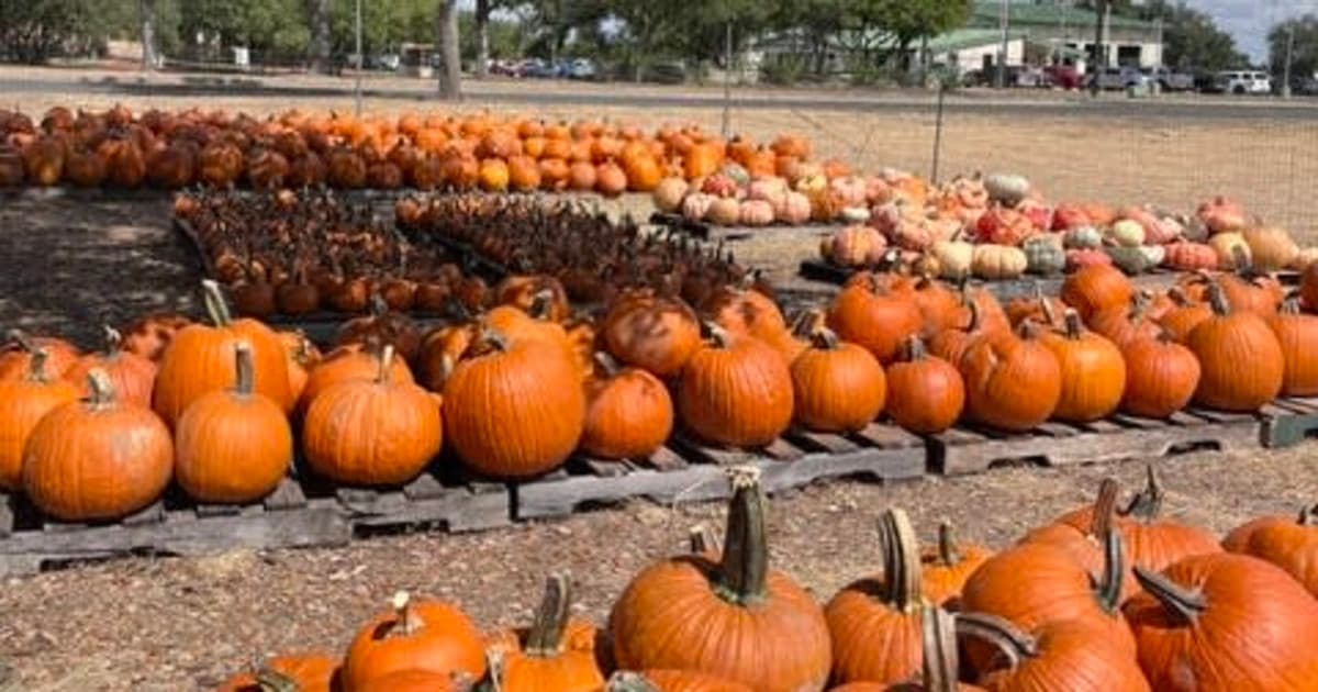 St. Philip's Pumpkin Patch